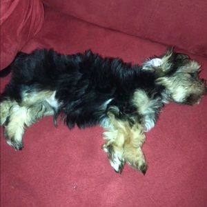 Meet your Posher, Luis